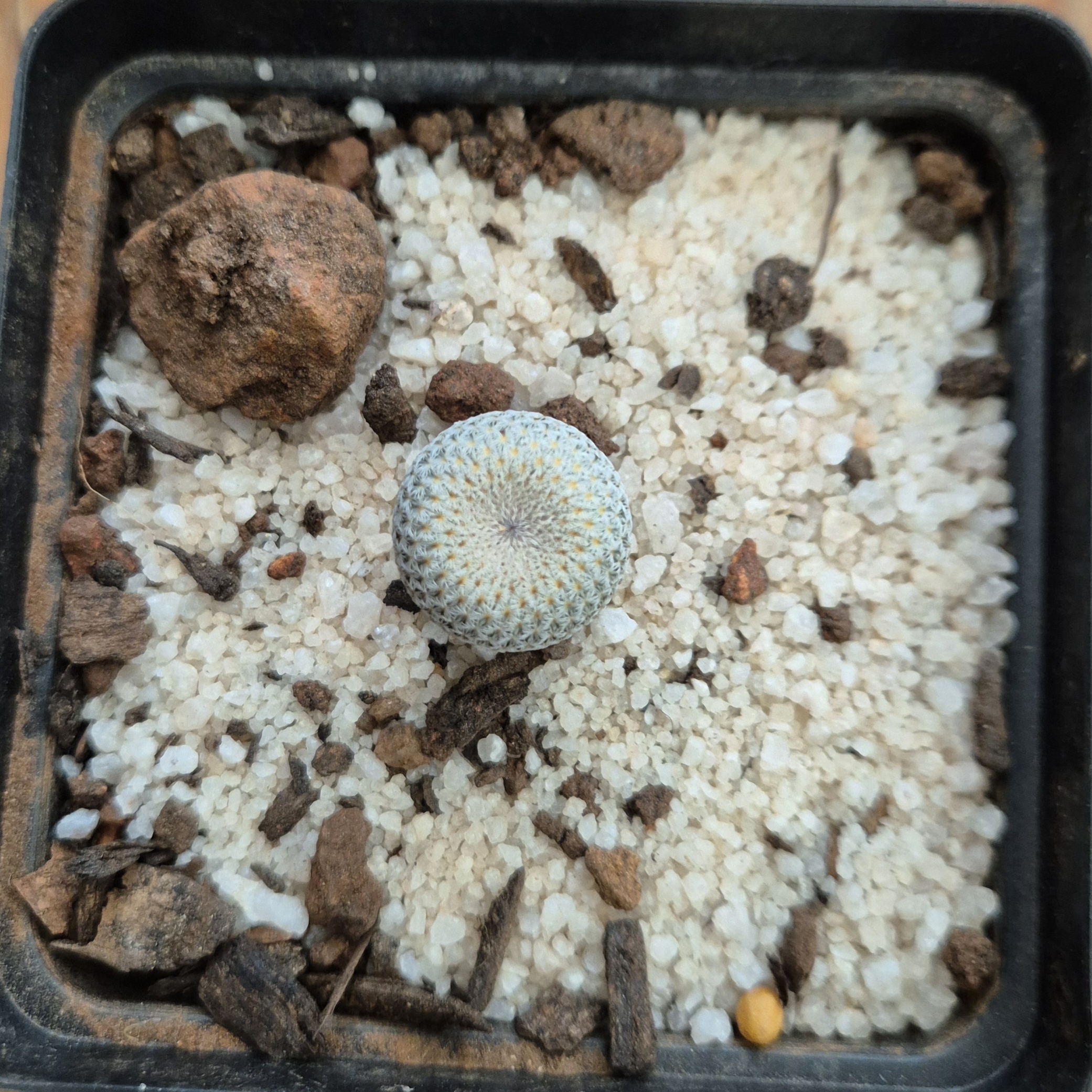 Epithelantha micromeris