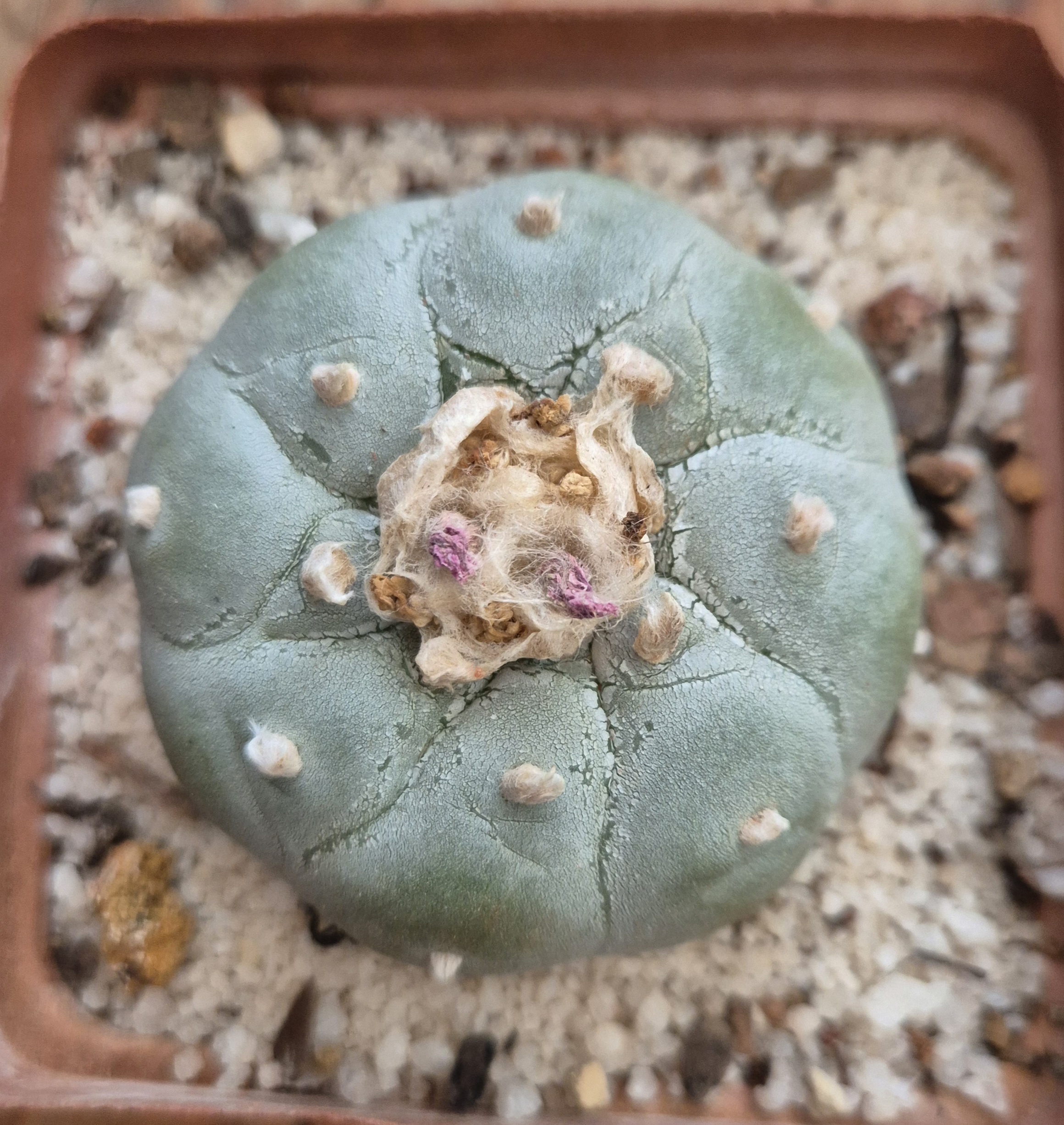 Lophophora fricii Super White