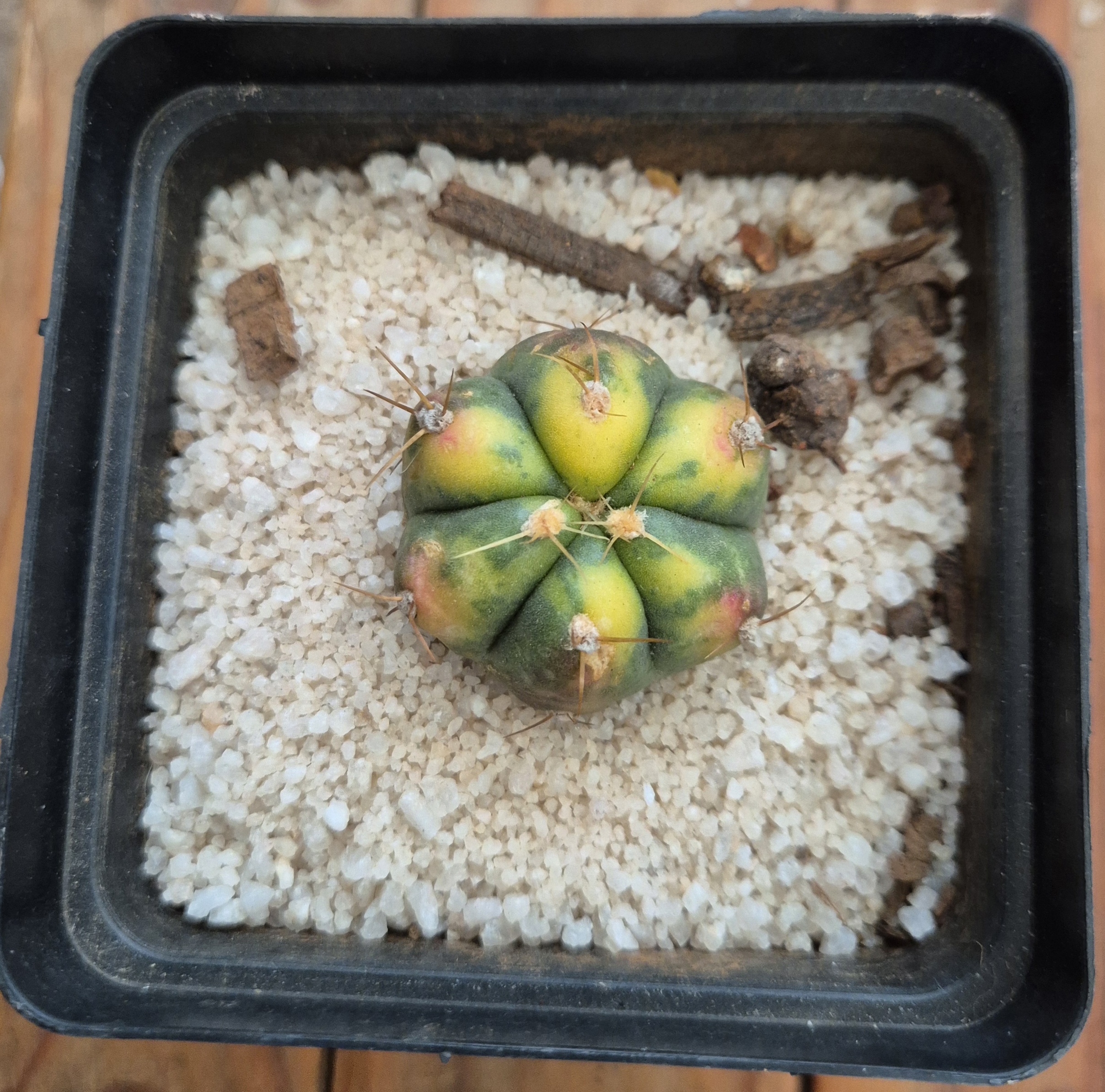 Gymnocalycium horstii variegated