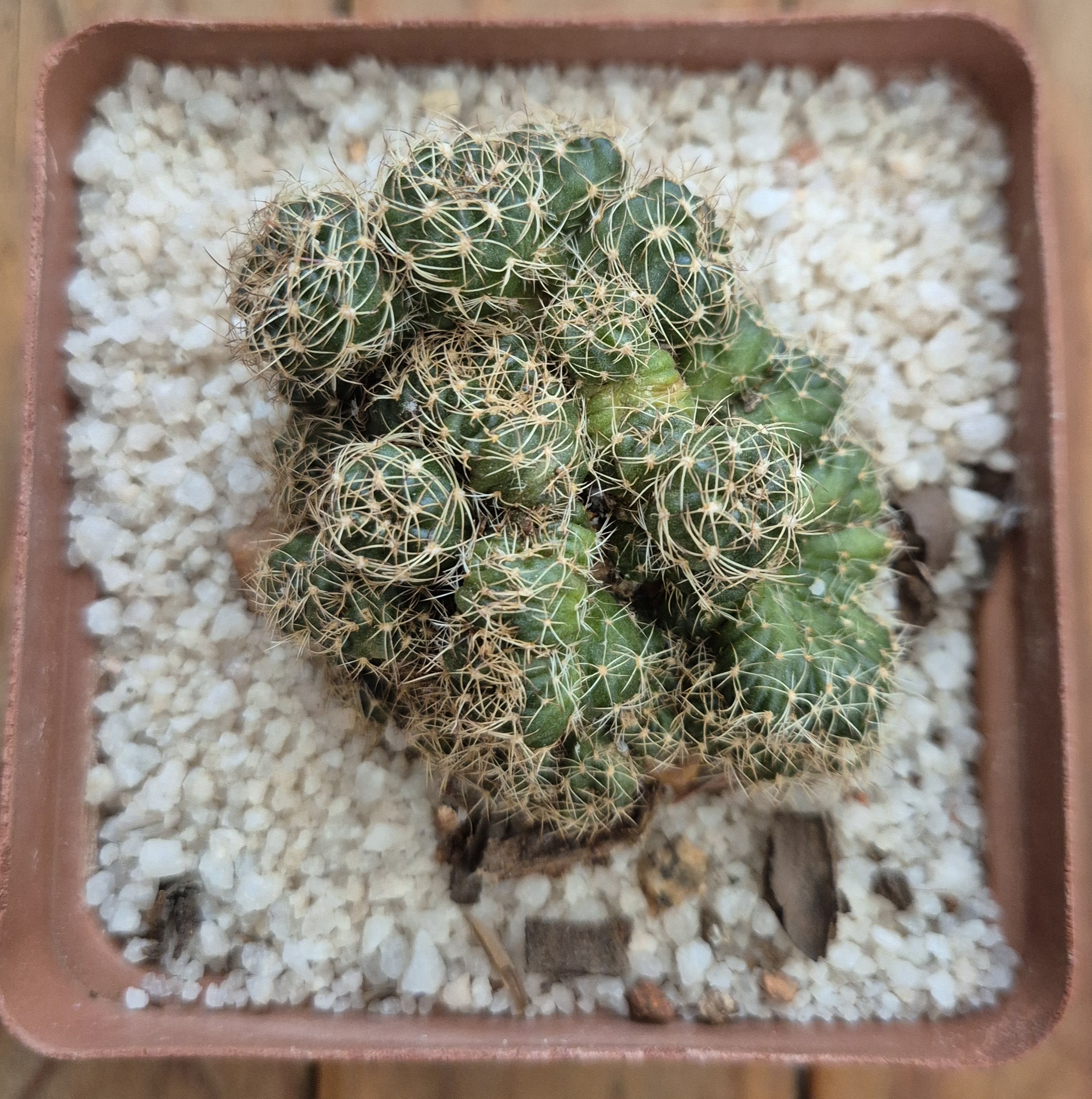 Echinopsis cristata