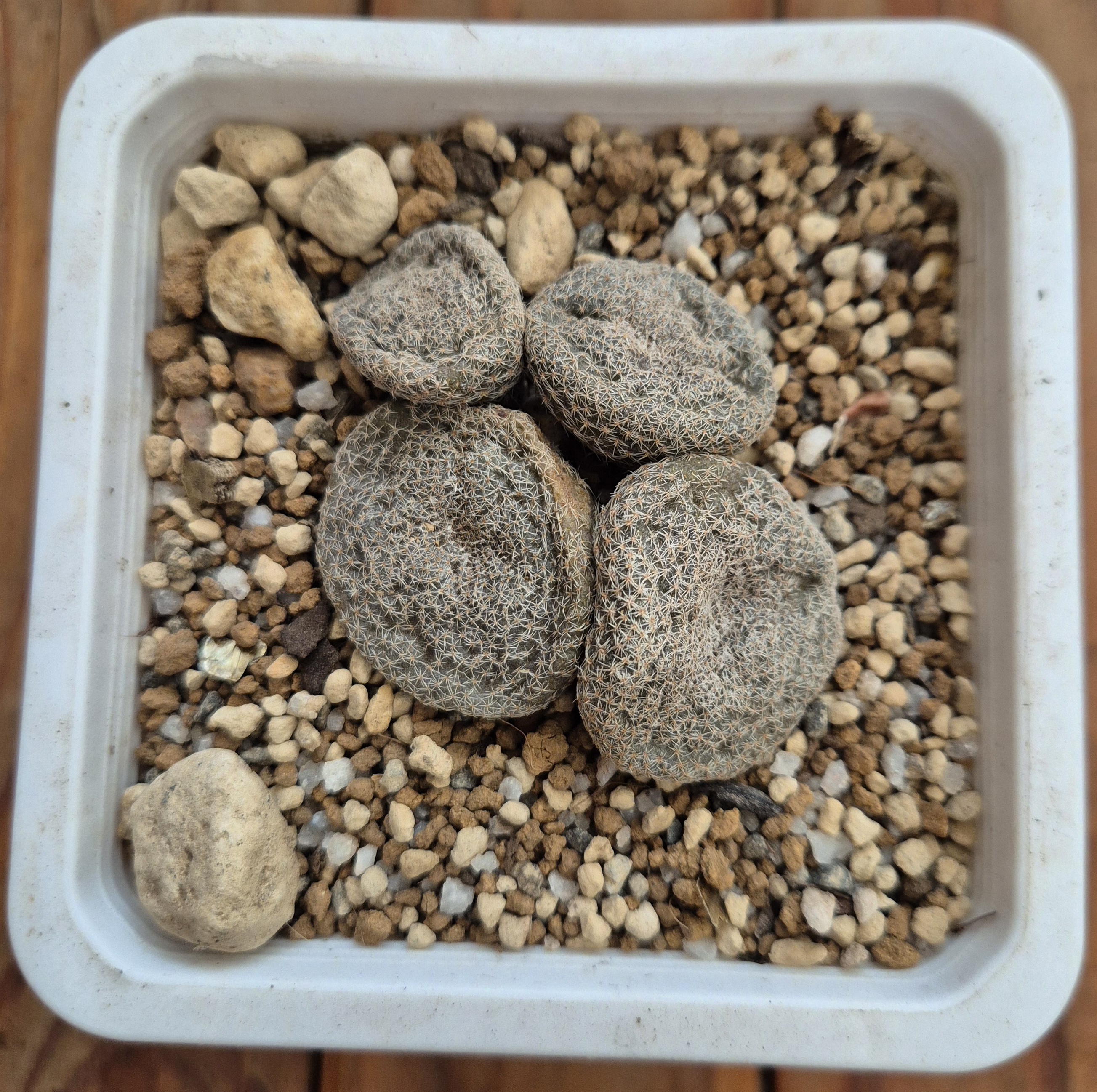 Puna clavarioides
