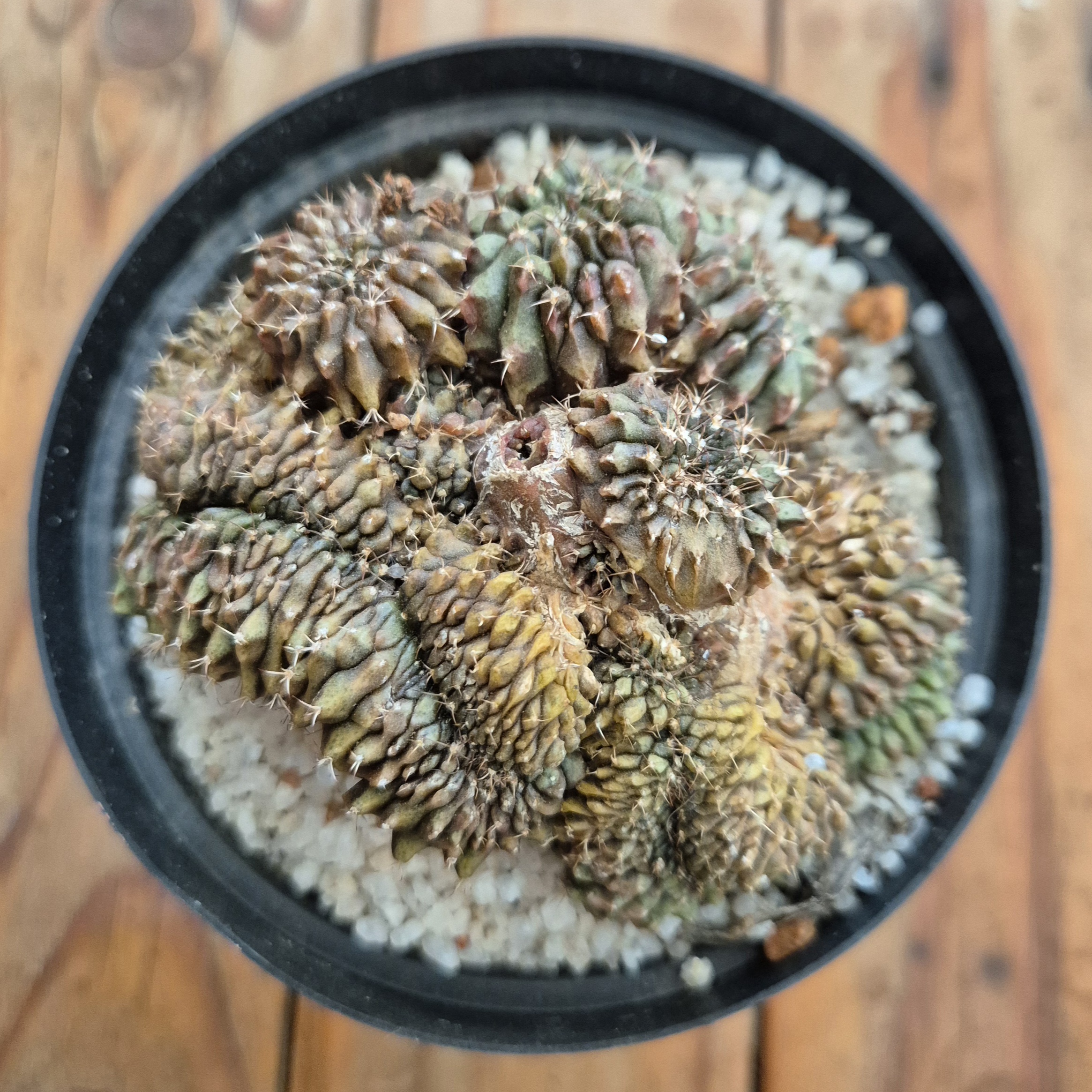 Gymnocalycium inermis monstrose crest