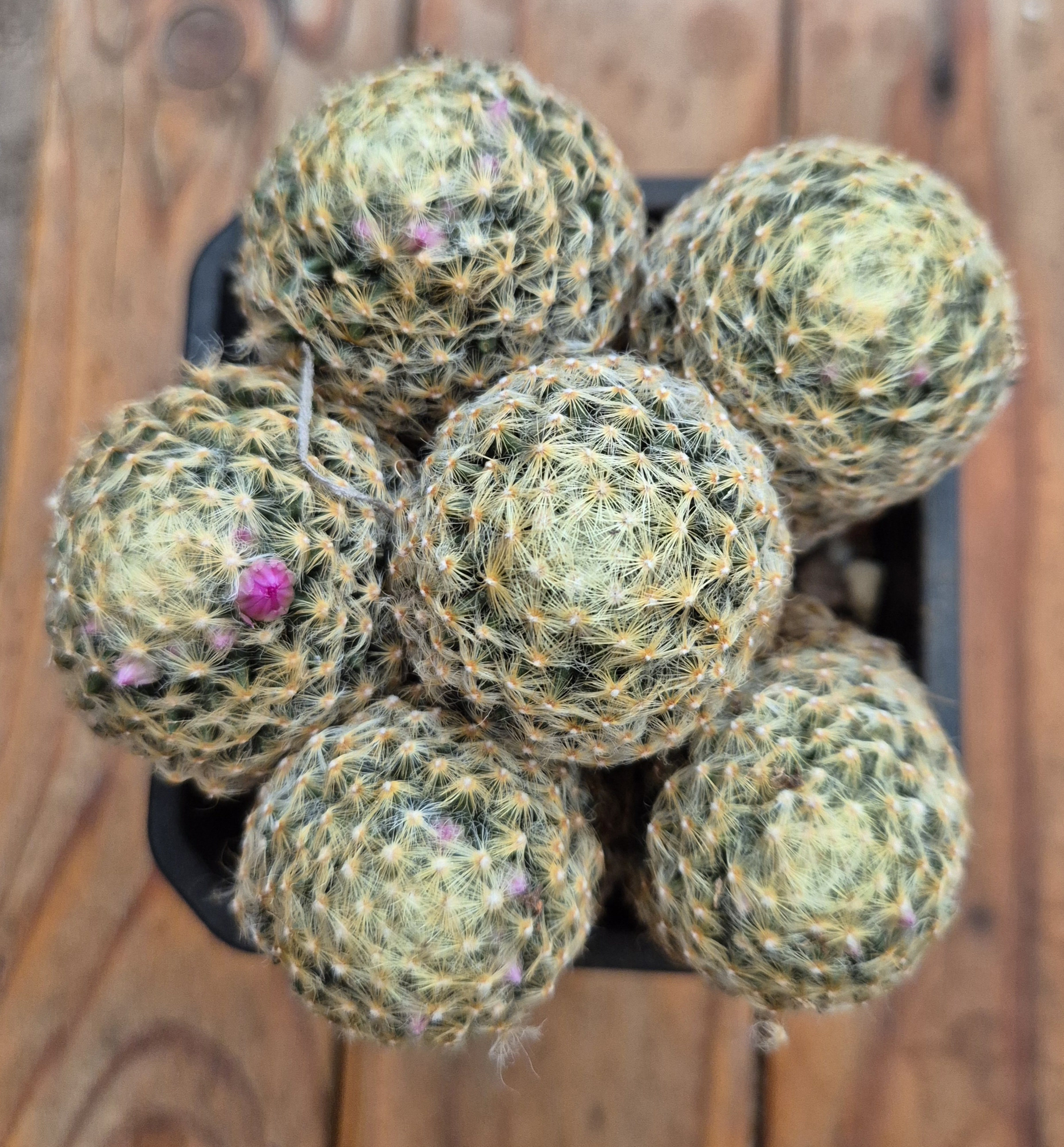 Mammillaria schiedeana