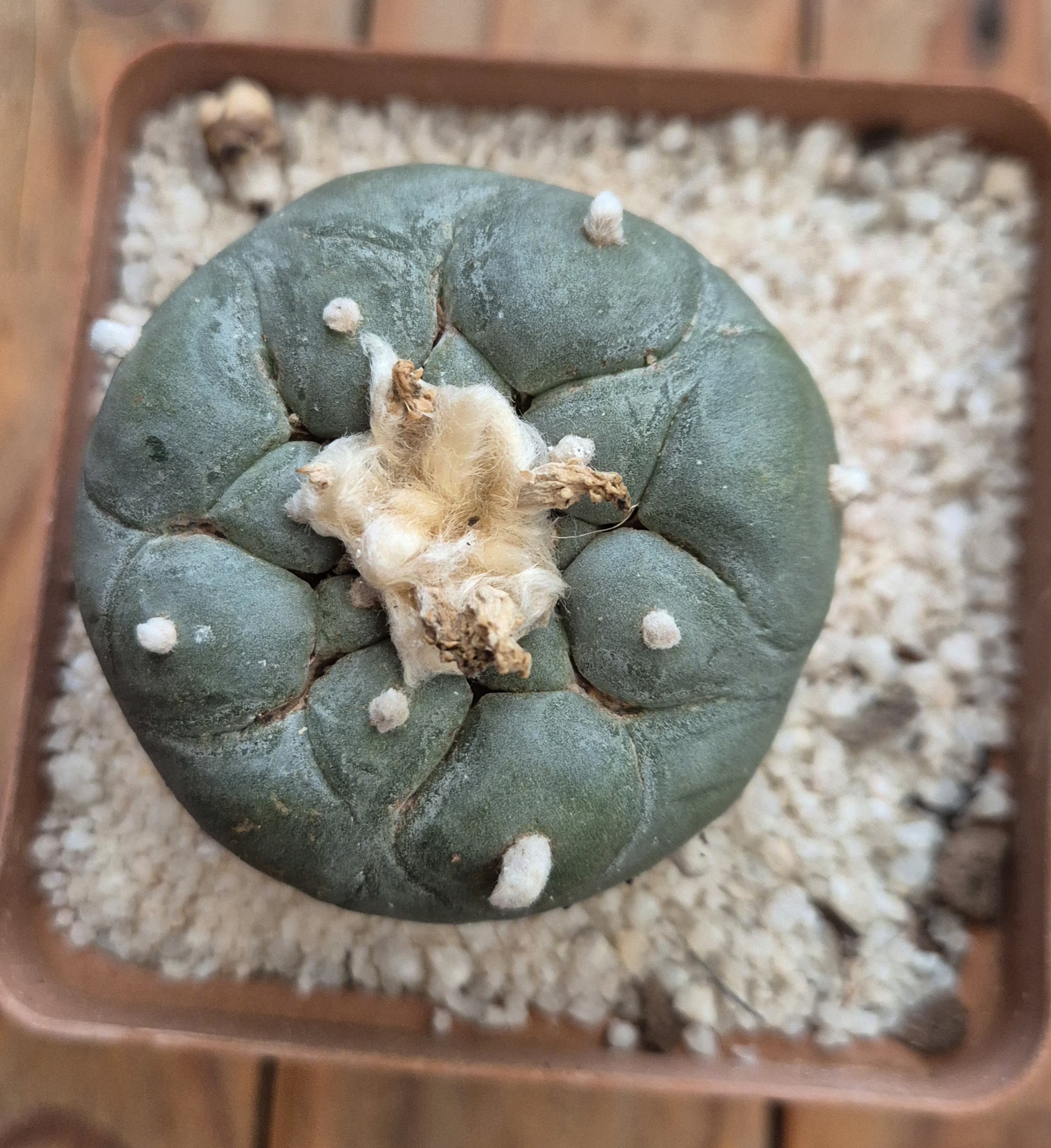 Lophophora diffusa