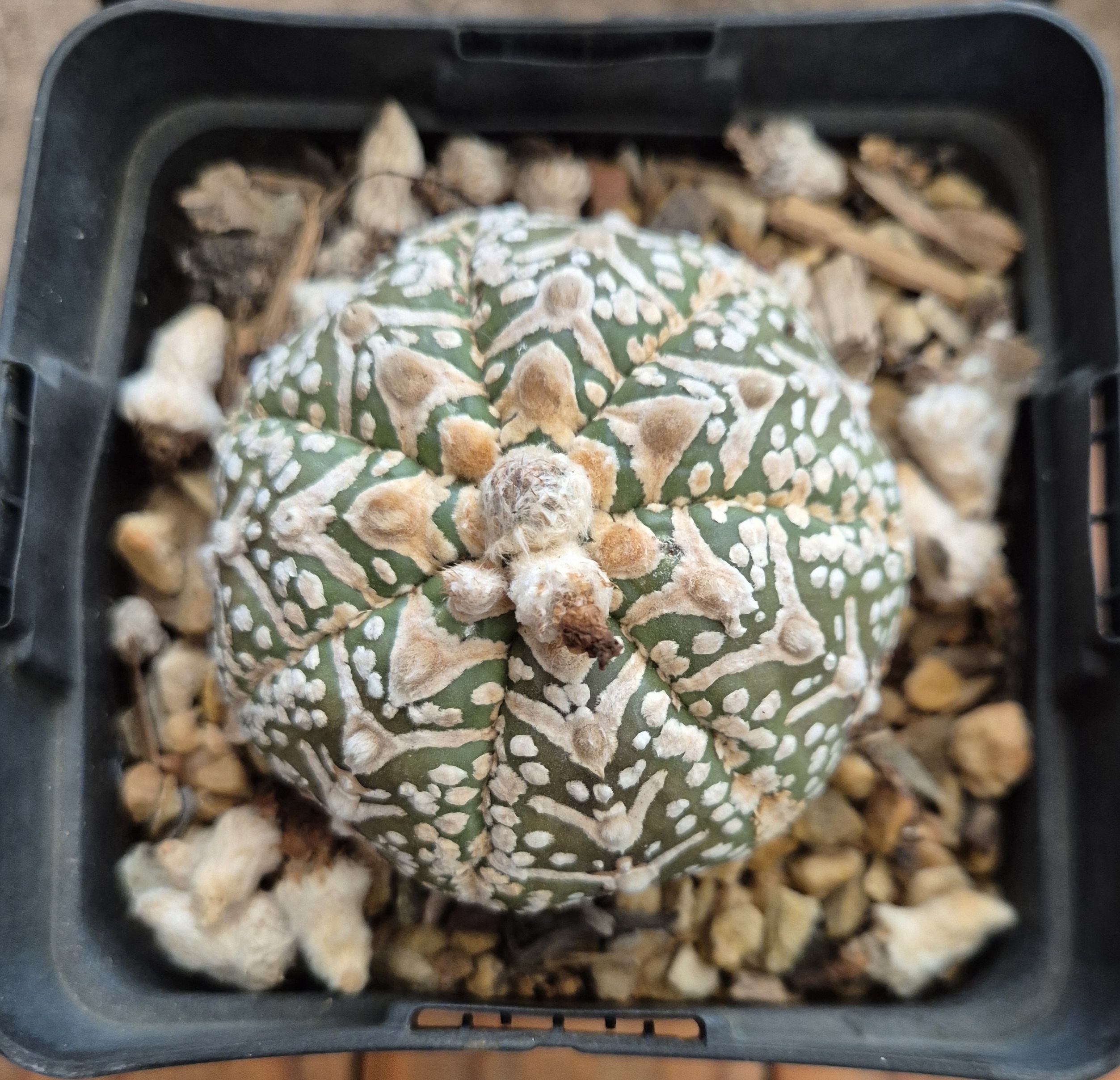 Astrophytum asterias V-type hybrid