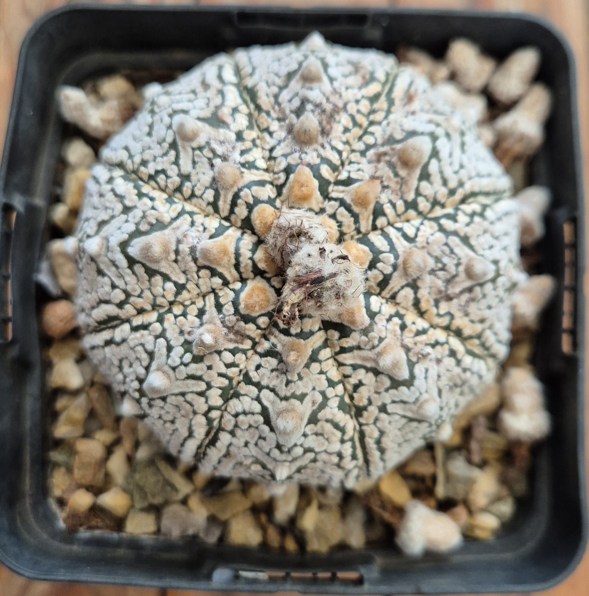 Astrophytum asterias V-type hybrid
