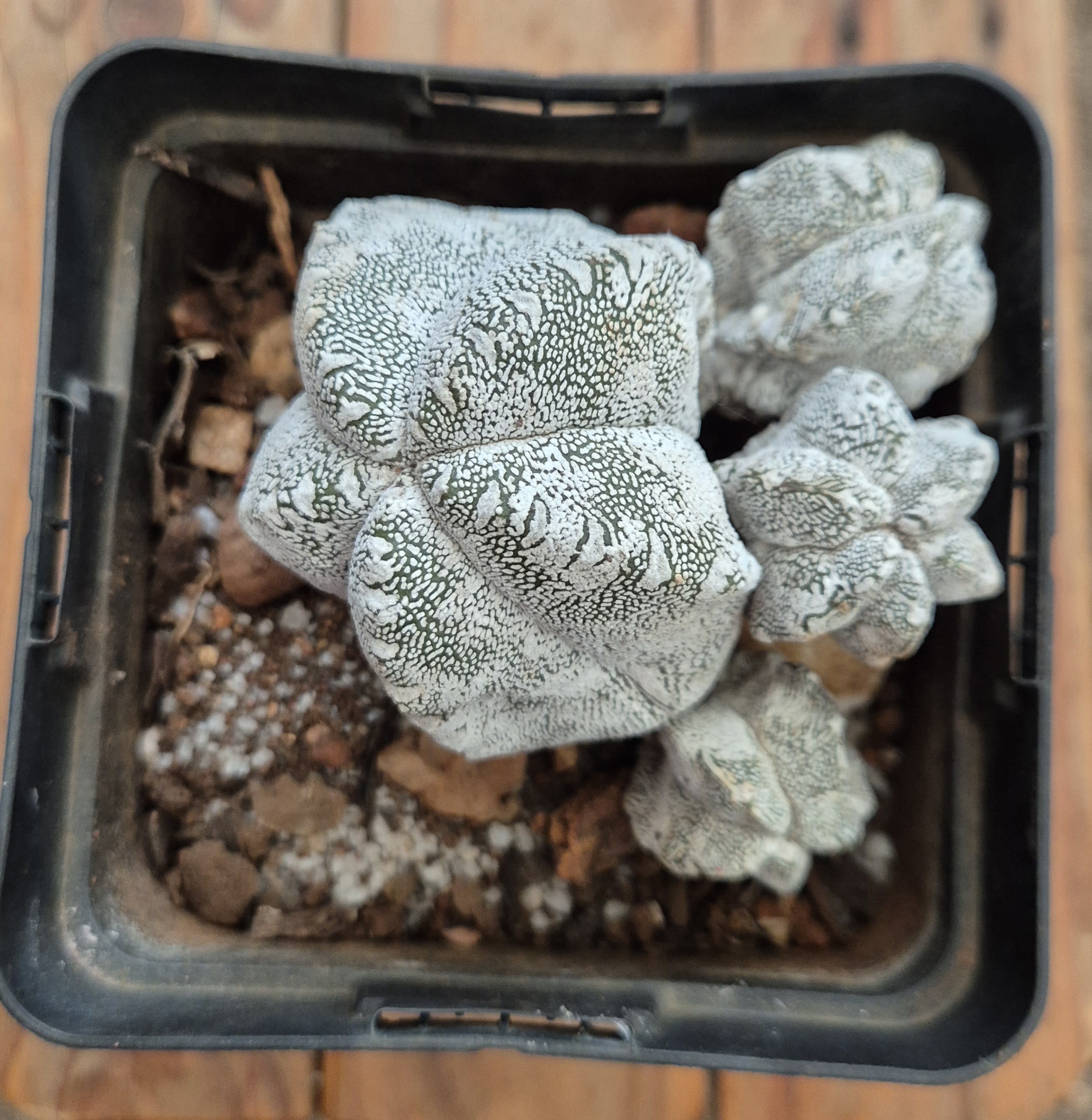 Astrophytum myriostigma cv Onzuka hybrid