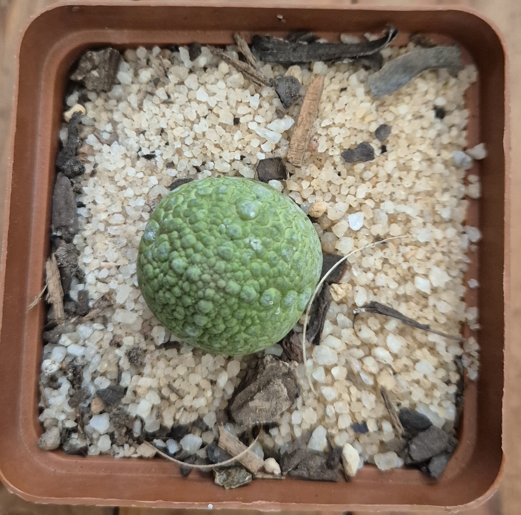 Pseudolithos