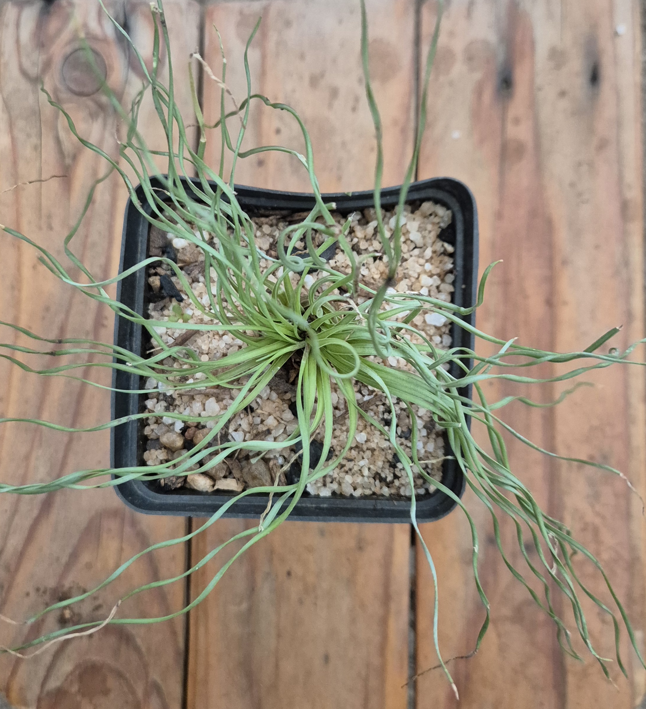 Ledebouria leptophylla