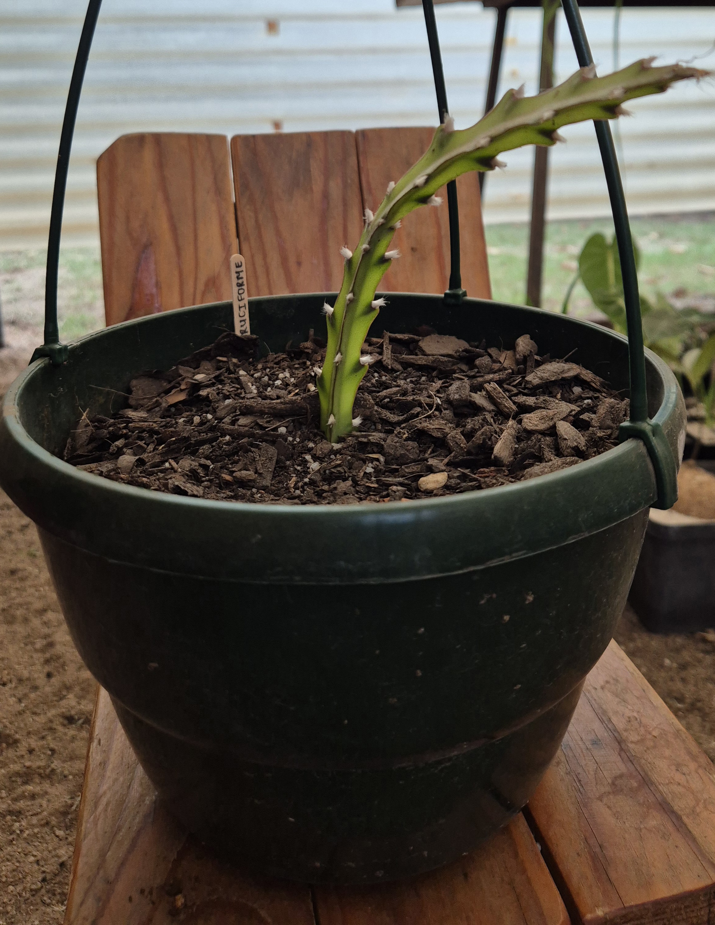 Lepismium cruciforme f. spiralis