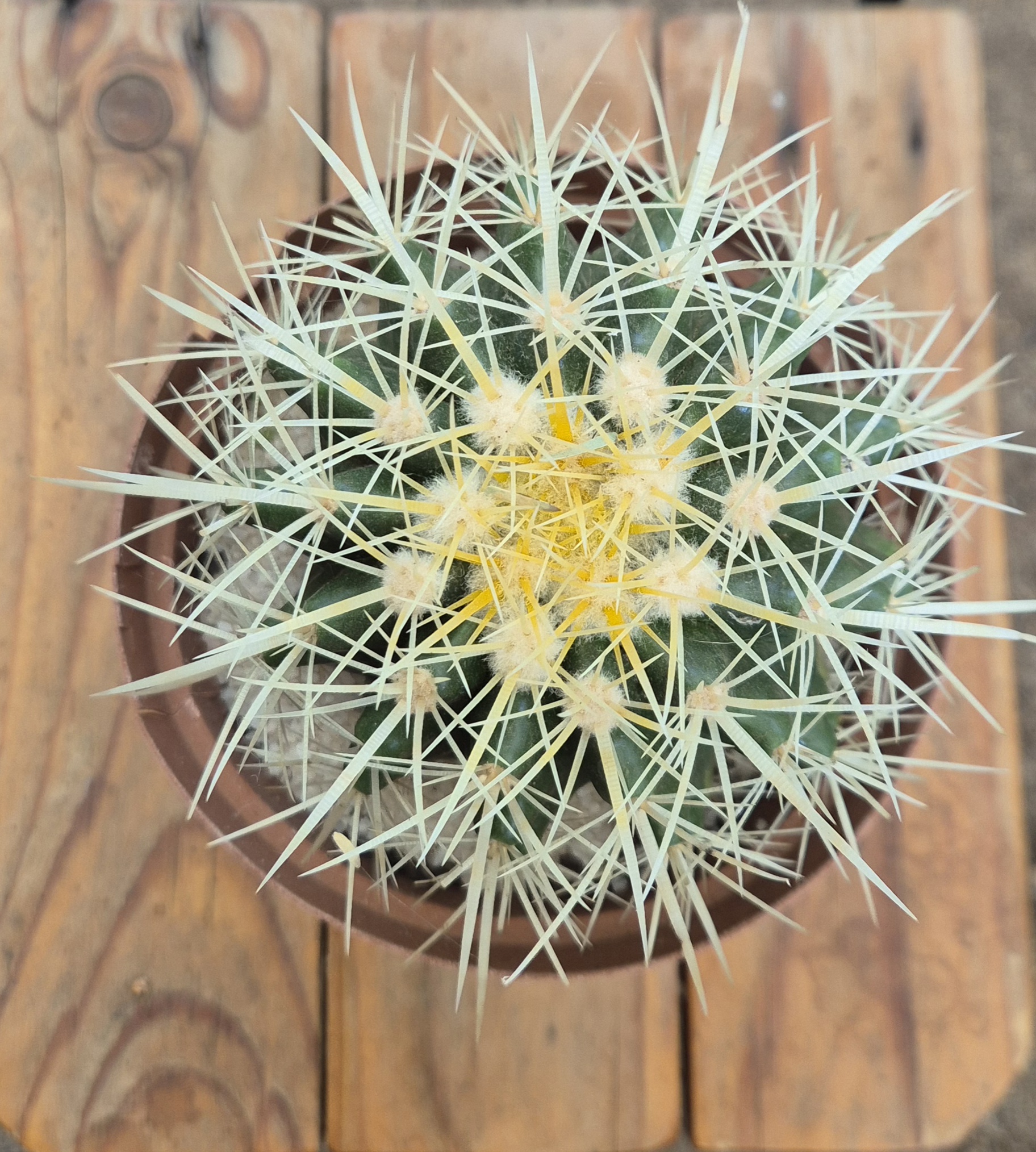 Echinocactus grusonii