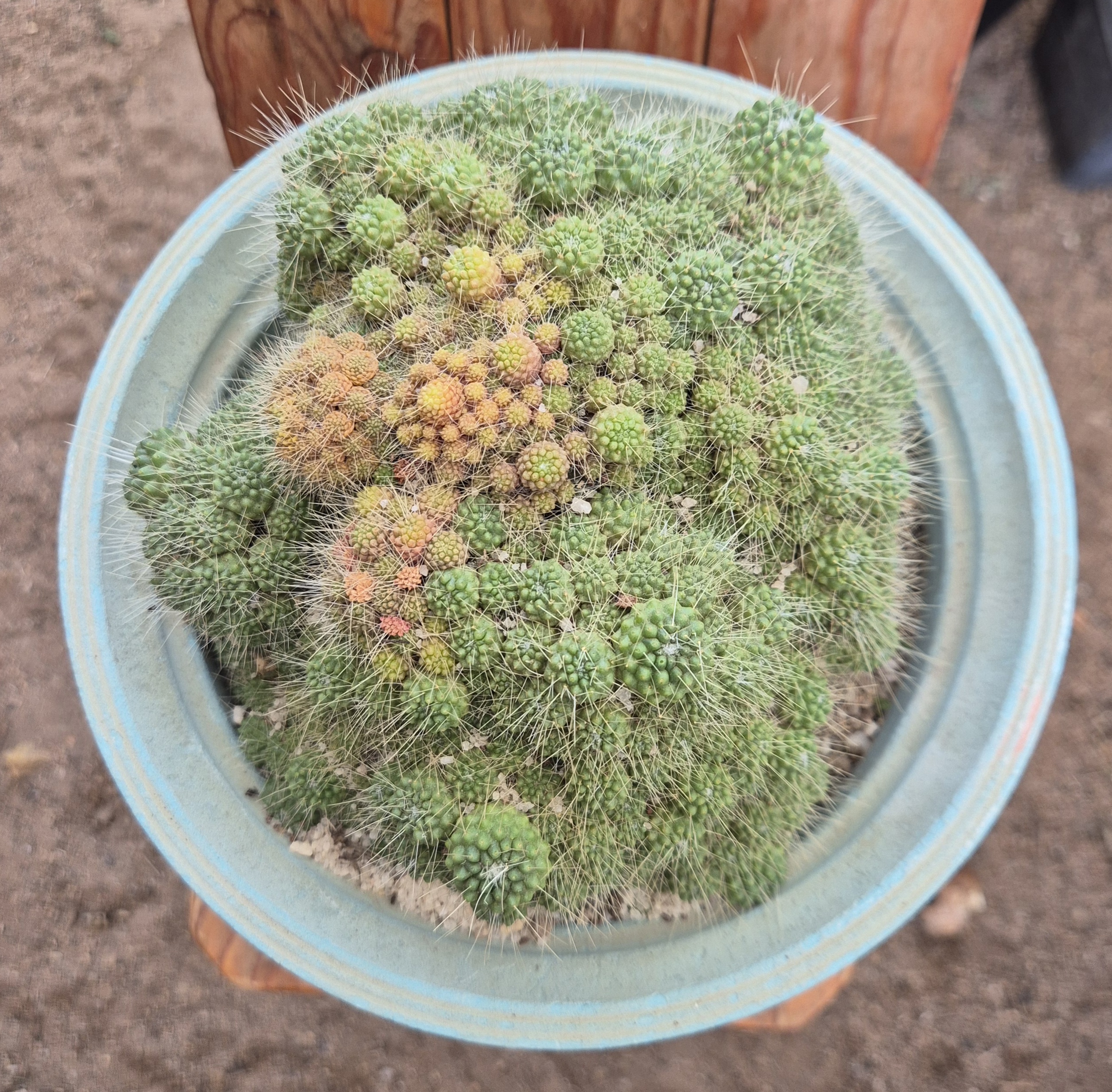 Mammillaria spinosissima var. inermis