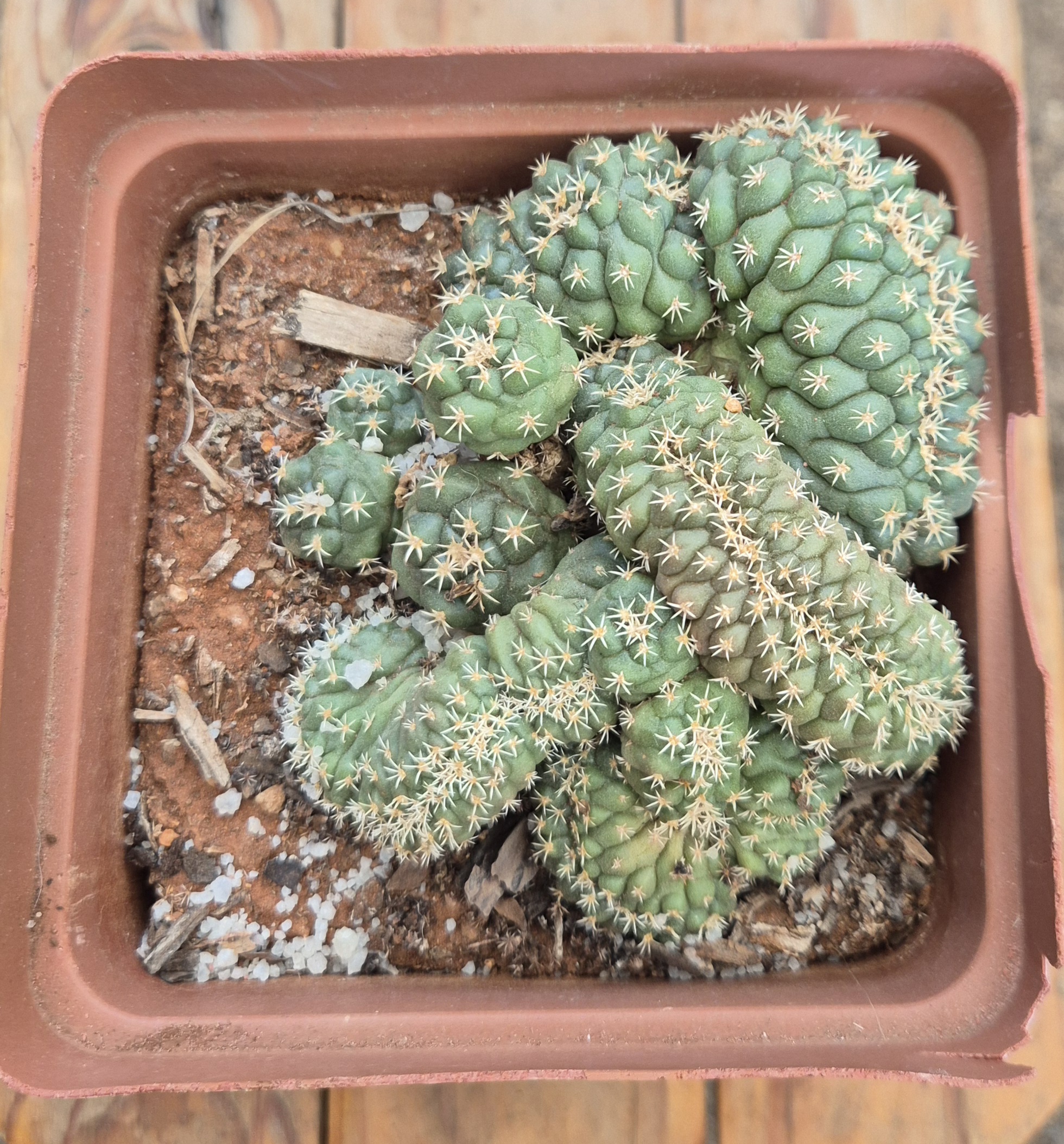 Echinopsis crested form