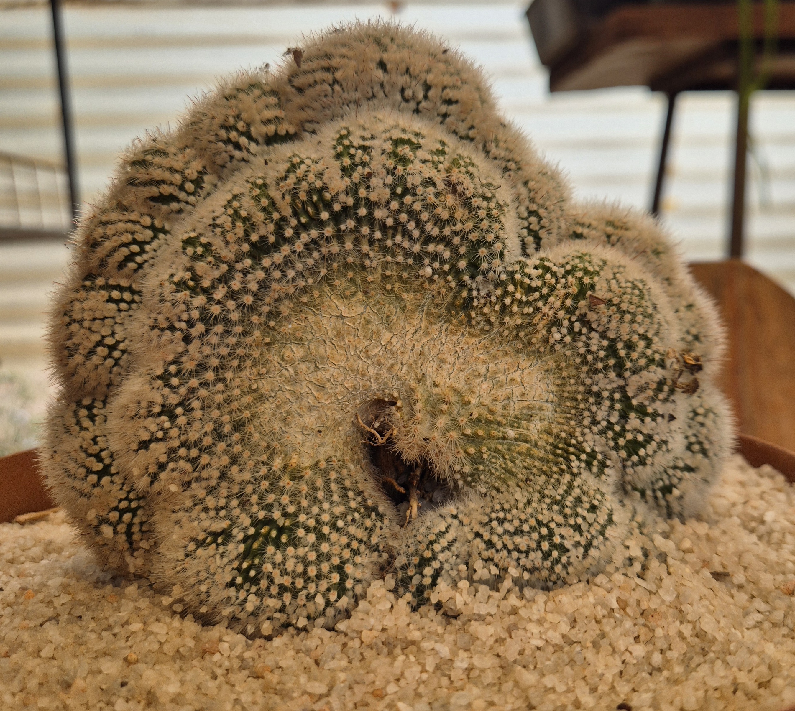 Mammillaria crested form