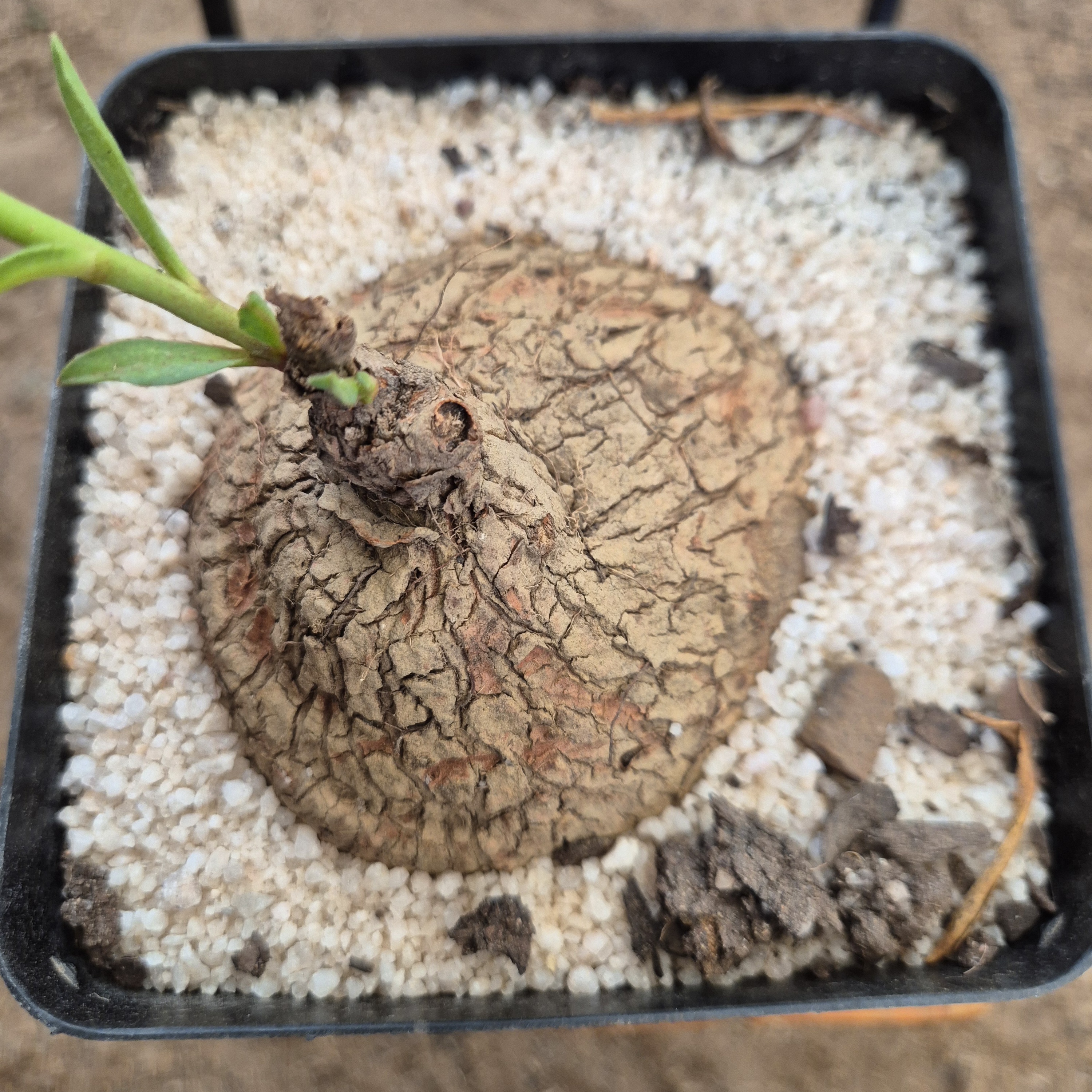 Euphorbia trichadenia
